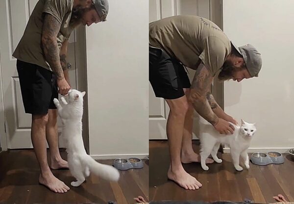 Deaf Cat's Journey from Stray to Beloved Family Member Will Melt Your Heart-1