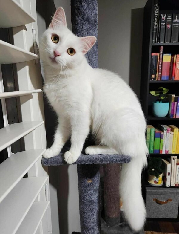 Deaf Cat's Journey from Stray to Beloved Family Member Will Melt Your Heart-1