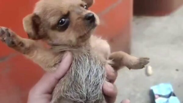 Devastated Rescuer Discovers Helpless Puppy Abandoned by Trash Can-1