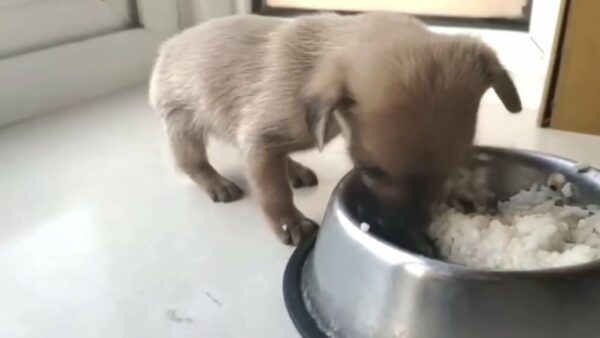 Devastated Rescuer Discovers Helpless Puppy Abandoned by Trash Can-1