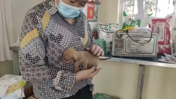 Devastated Rescuer Discovers Helpless Puppy Abandoned by Trash Can-1