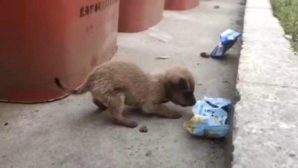 Devastated Rescuer Discovers Helpless Puppy Abandoned by Trash Can-1