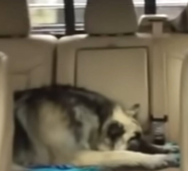 Dog and Mom’s Epic Carpool Karaoke Will Melt Your Heart-1