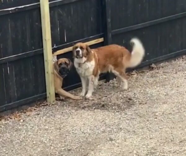 Dog's Ingenious Act to Reunite with Best Friend Will Melt Your Heart-1