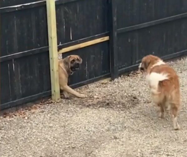 Dog's Ingenious Act to Reunite with Best Friend Will Melt Your Heart-1