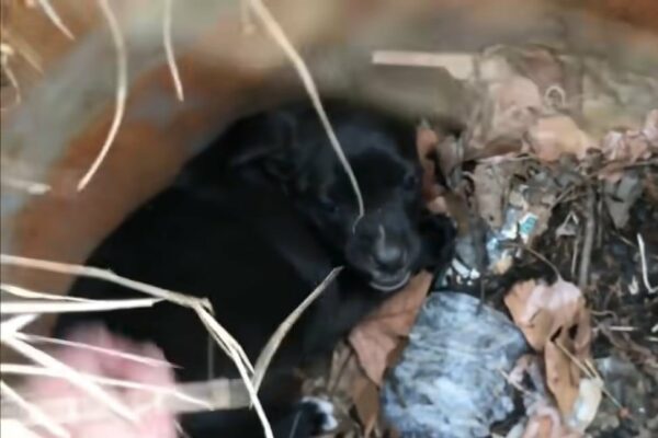 Emotional Rescue: Stray Dog Leads Rescuer to Hidden Puppies in Heart-Stopping Drama-1