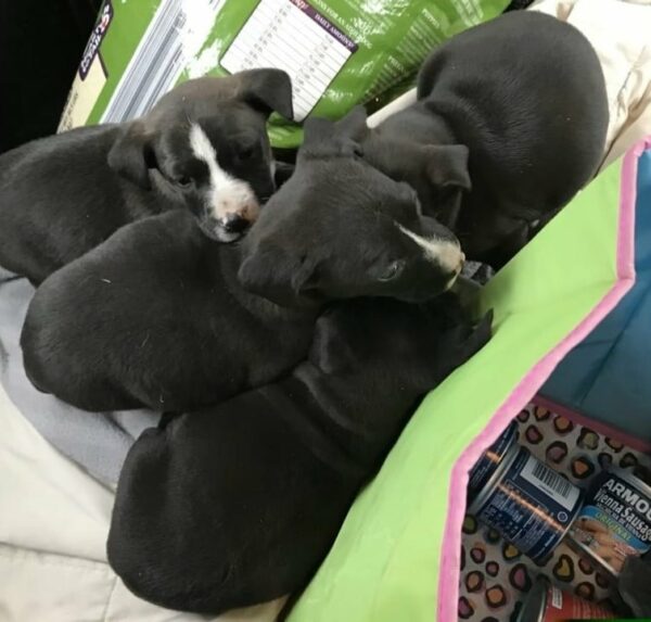 Emotional Rescue: Stray Dog Leads Rescuer to Hidden Puppies in Heart-Stopping Drama-1