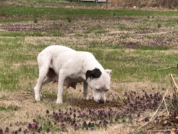 Emotional Rescue: Stray Dog Leads Rescuer to Hidden Puppies in Heart-Stopping Drama-1