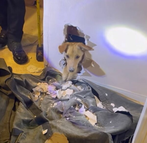 Firefighters' Heroic Effort Saves Adorable Dog Trapped in Wall-1