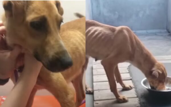 From Abandoned to Adored: A Dog's Unlikely Journey-1