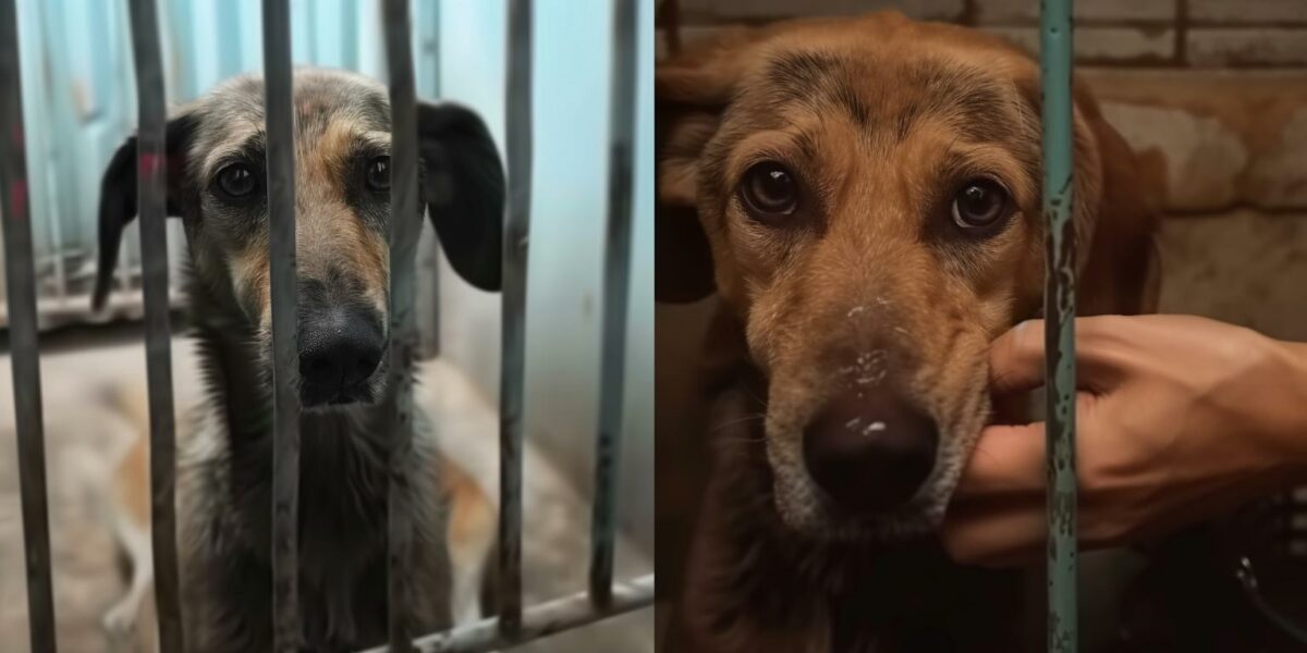 From Abandoned to Adored: A Dog's Unlikely Journey