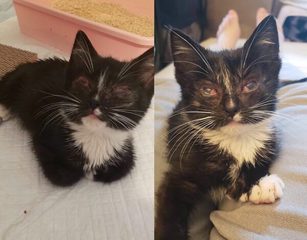 From Darkness to Joy: Blind Kitten's Heartfelt Journey to Sight-1