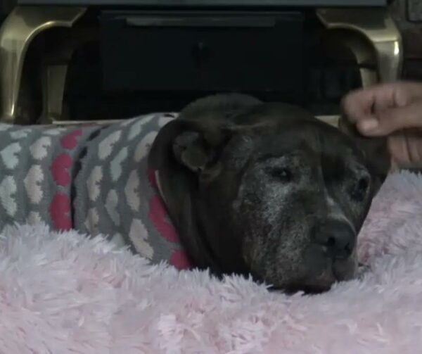 From Despair to Joy: The Unbelievable Rescue of a 9-Year-Old Senior Dog-1