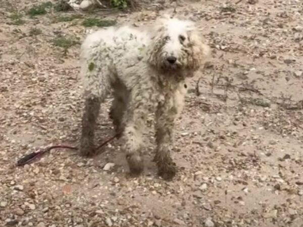 From Fear to Unbreakable Bond: The Poodle That Defied Odds-1