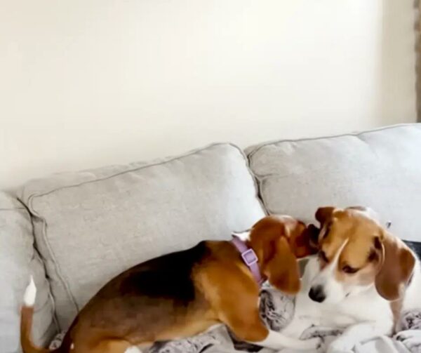 From Shadows to Sunshine: The Inspiring Journey of a Rescued Beagle-1