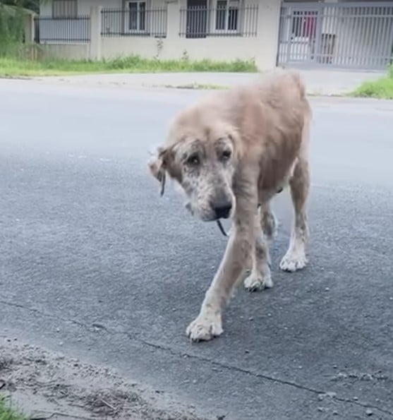 From Streets to Snuggles: You Won't Believe This Dog's Incredible Transformation-1