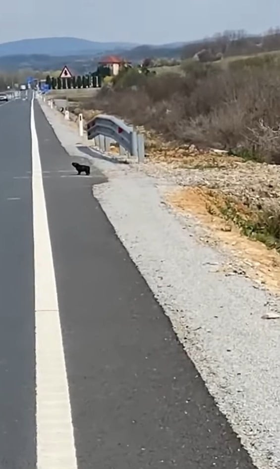 Lonely Puppy Near Busy Road Finds Unexpected Hero-1