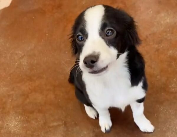 Man Waits Overnight to Adopt His Perfect Canine Companion-1