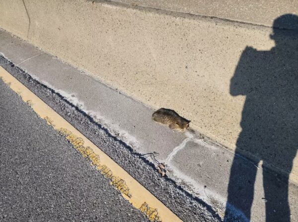 Man's Heart Races When He Discovers What the Fluffy Ball on the Road Really Is-1