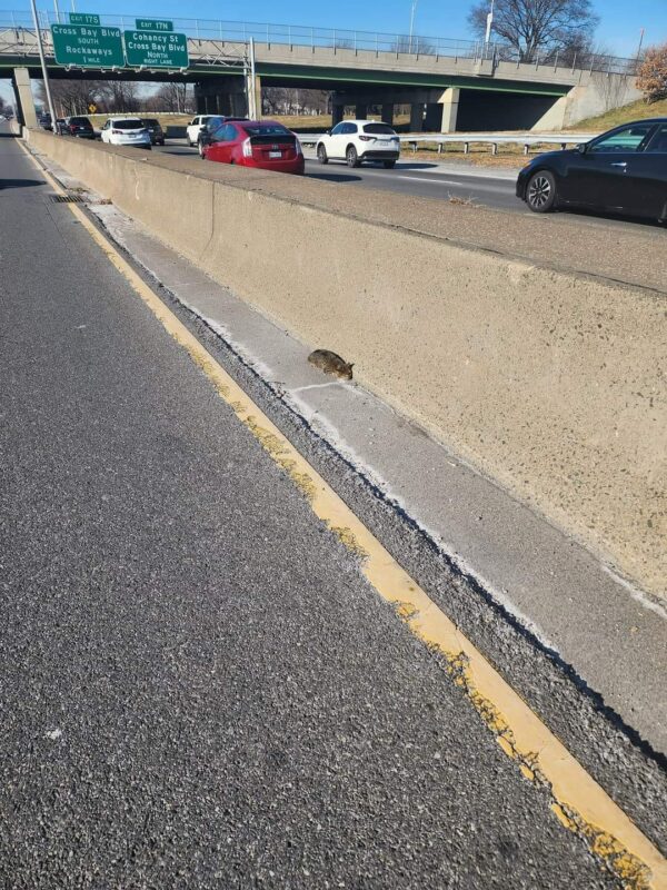 Man's Heart Races When He Discovers What the Fluffy Ball on the Road Really Is-1