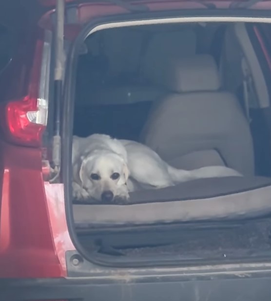 Man's Unexpected Discovery in a Stranger's Car Leaves Him Stunned and Smiling-1