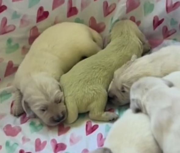 Meet the Golden Puppy with a Rare Coat that Will Steal Your Heart-1