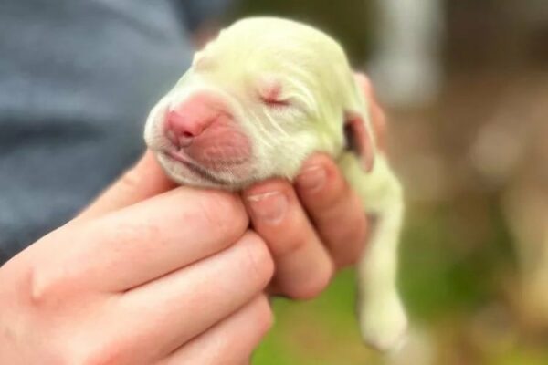 Meet the Golden Puppy with a Rare Coat that Will Steal Your Heart-1