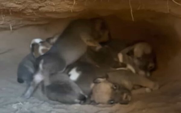 Mother Dog's Tearful Reunion With Her Lost Puppies Will Tug at Your Heartstrings-1