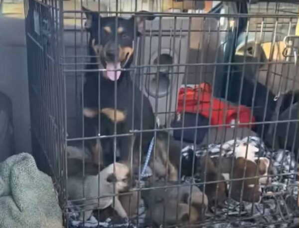 Mother Dog's Tearful Reunion With Her Lost Puppies Will Tug at Your Heartstrings-1