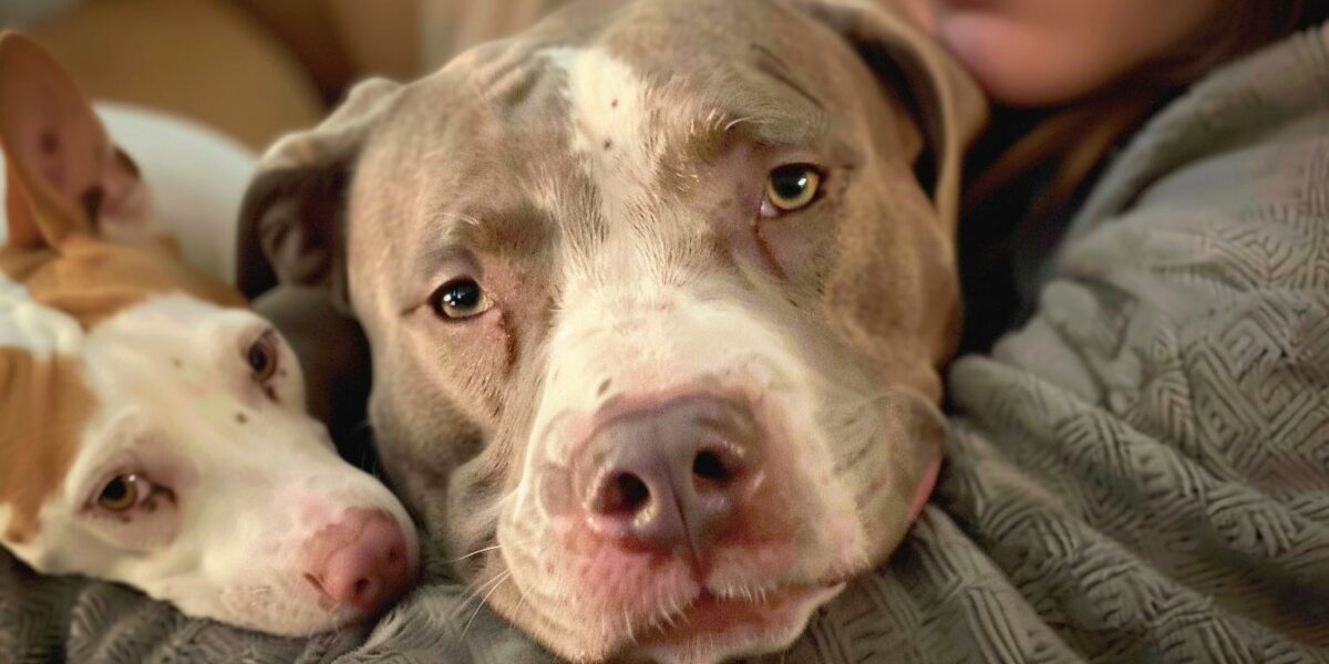 Pit Bull's Last Chance: A Journey from Broken Heart to Unbreakable Bond