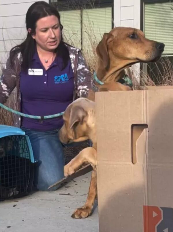 Puppies Abandoned in Crate Find Unbelievable Rescue-1