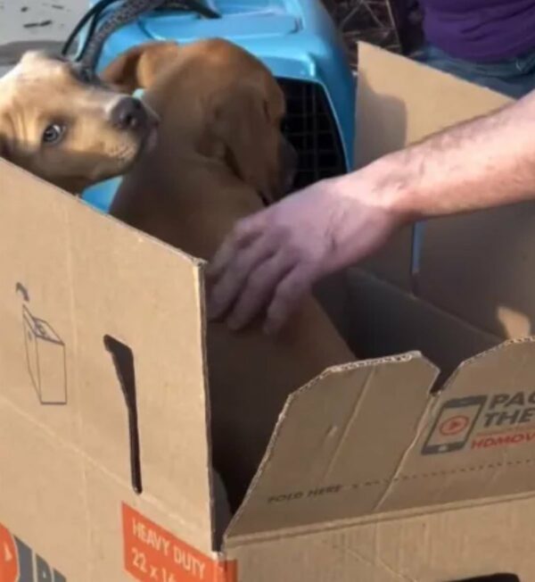 Puppies Abandoned in Crate Find Unbelievable Rescue-1