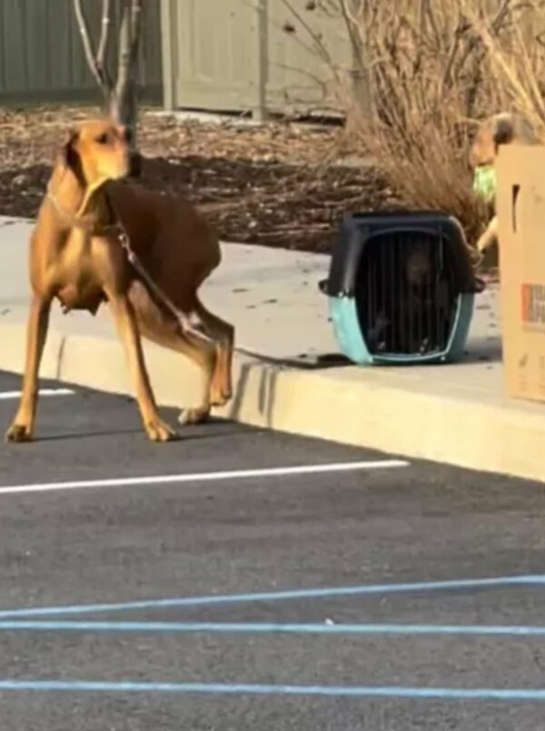 Puppies Abandoned in Crate Find Unbelievable Rescue-1