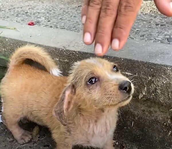 Rescue Mission Unveils Heartfelt Transformation of Abandoned Puppies-1