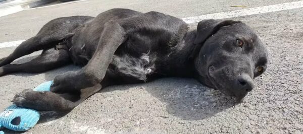 Rescue Tale: Struggling Mama Dog and Pup Find Hope in a Parking Lot-1