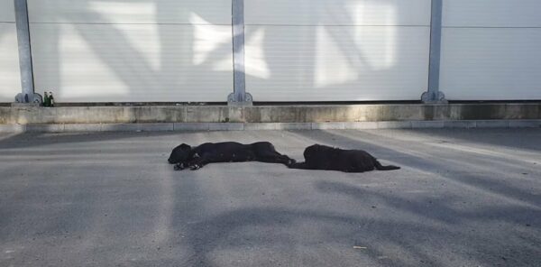 Rescue Tale: Struggling Mama Dog and Pup Find Hope in a Parking Lot-1