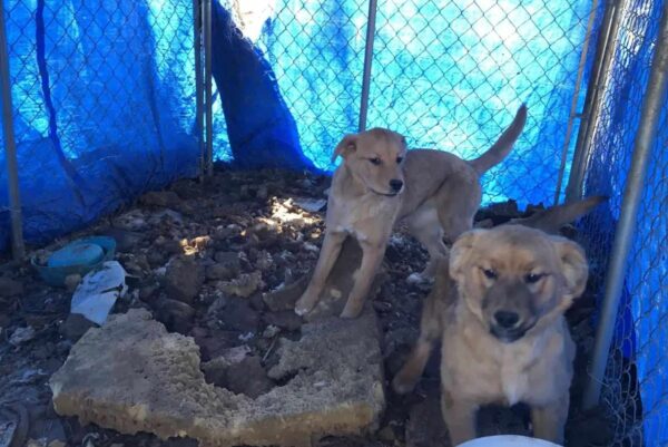 Rescue Team Stunned by Puppies' Touching Bond in Dire Circumstances-1