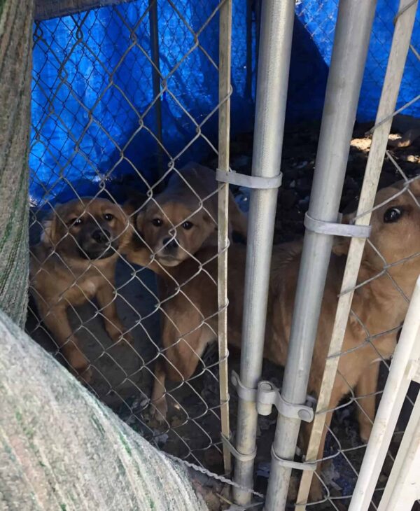 Rescue Team Stunned by Puppies' Touching Bond in Dire Circumstances-1