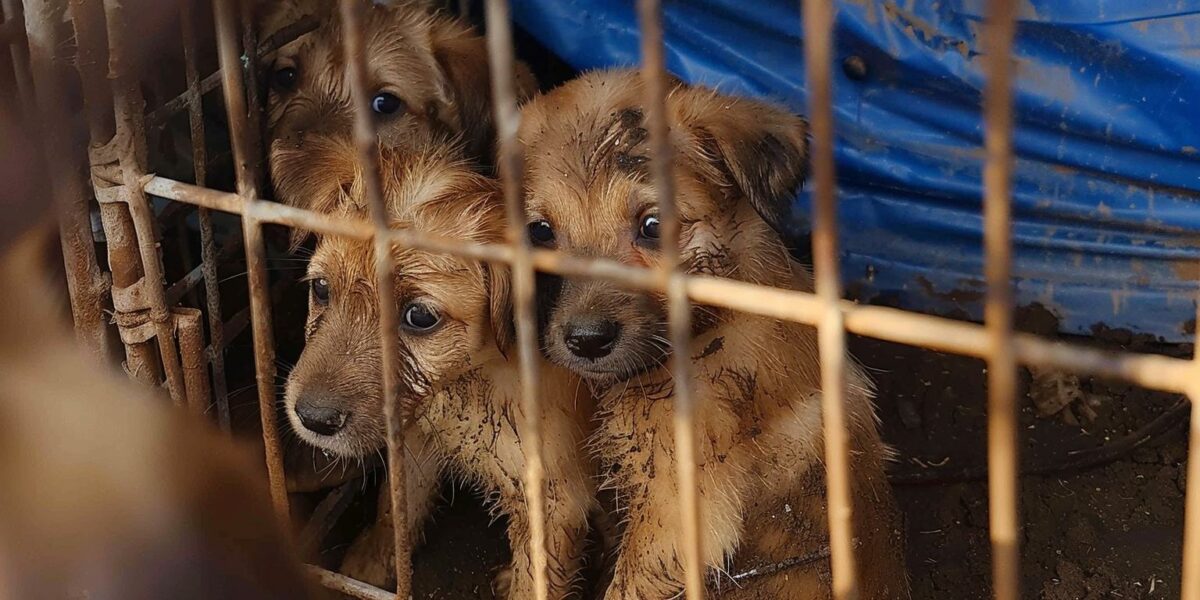 Rescue Team Stunned by Puppies' Touching Bond in Dire Circumstances