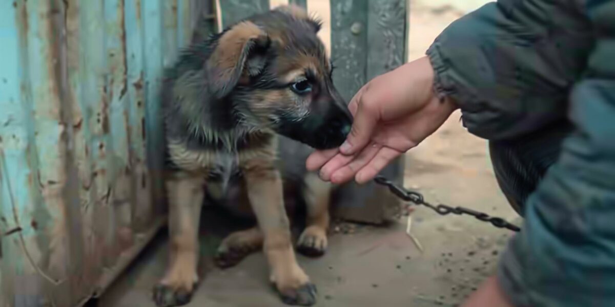 Rescued Pup's Emotional Journey Will Tug at Your Heartstrings