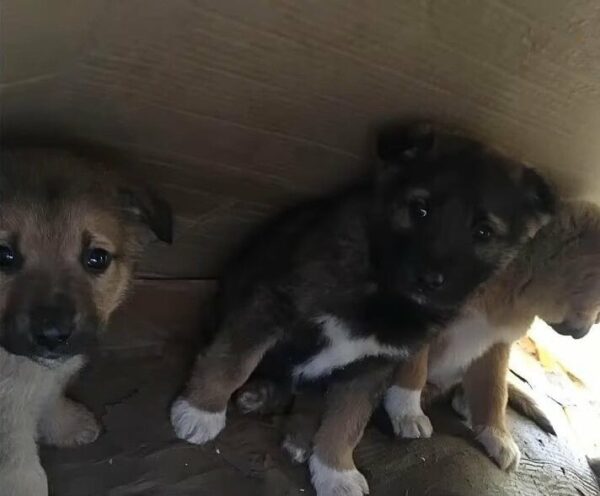 Rescuer's Heartbreak Turns to Joy Upon Discovering Puppies Abandoned in Forest-1