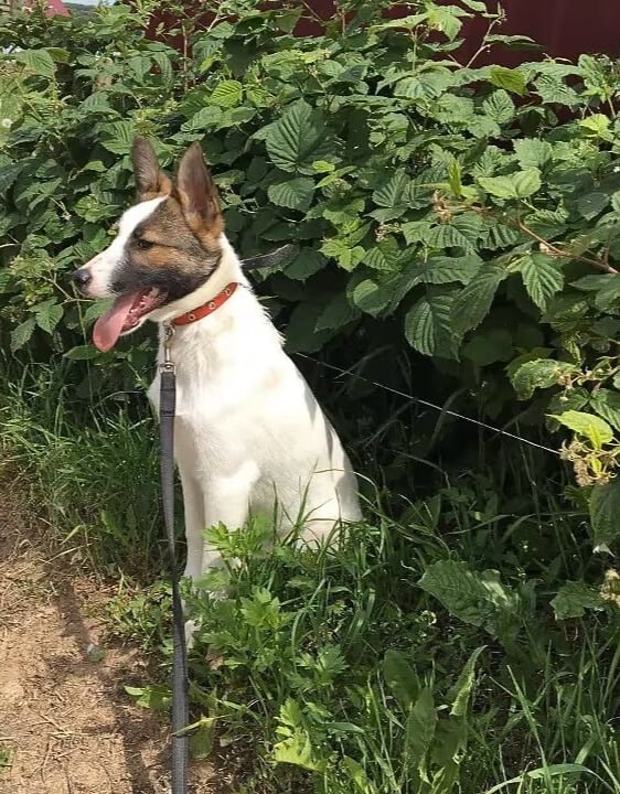 Rescuer's Heartbreak Turns to Joy Upon Discovering Puppies Abandoned in Forest-1