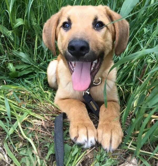 Rescuer's Heartbreak Turns to Joy Upon Discovering Puppies Abandoned in Forest-1