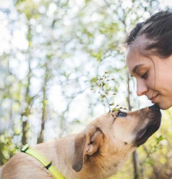 Rescuer's Heartbreak Turns to Joy Upon Discovering Puppies Abandoned in Forest-1