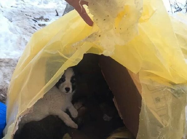 Rescuer's Heartbreak Turns to Joy Upon Discovering Puppies Abandoned in Forest-1