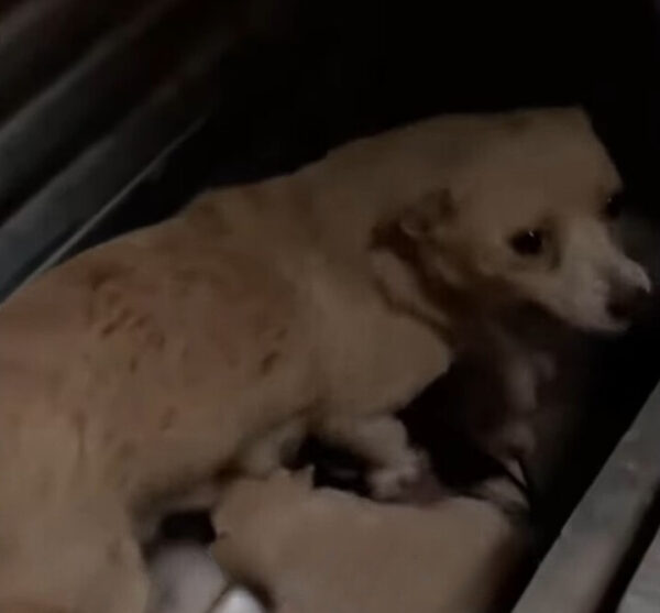 Resilient Mama Dog's Plea to Save Her Puppies Will Melt Your Heart-1