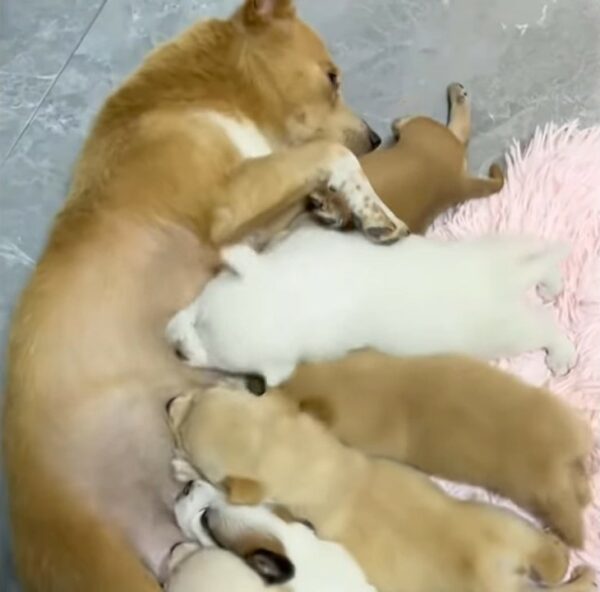 Resilient Mama Dog's Plea to Save Her Puppies Will Melt Your Heart-1