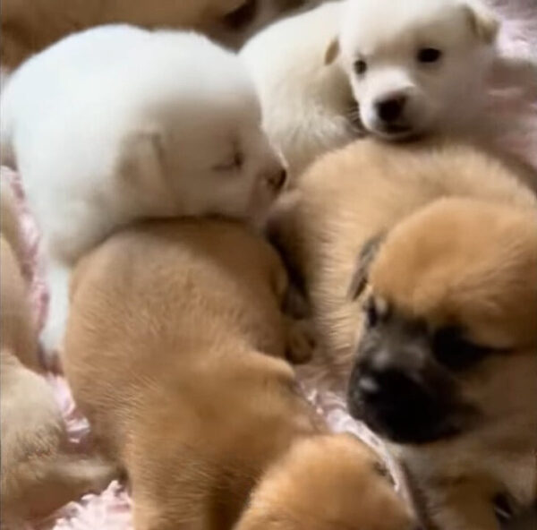 Resilient Mama Dog's Plea to Save Her Puppies Will Melt Your Heart-1