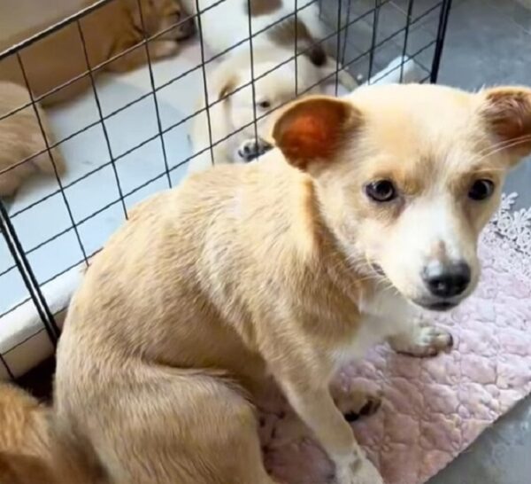 Resilient Mama Dog's Plea to Save Her Puppies Will Melt Your Heart-1