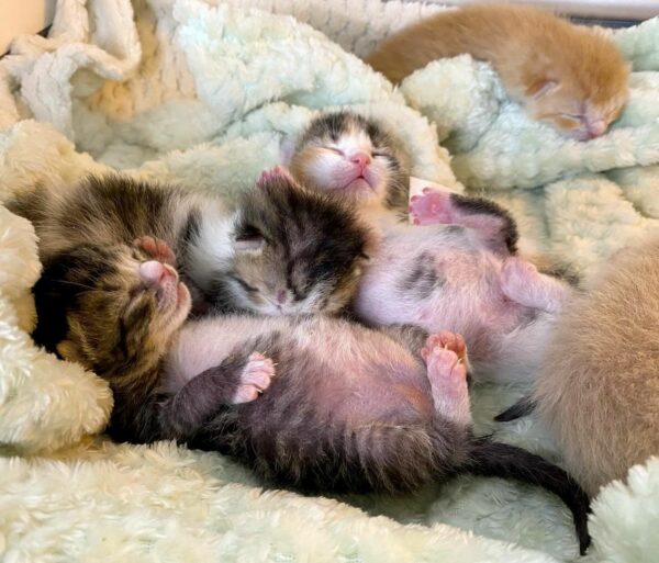 Seven Rescued Kittens Embark on a Heartfelt Journey of Growth and Play-1